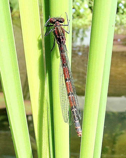 large red damselfly
